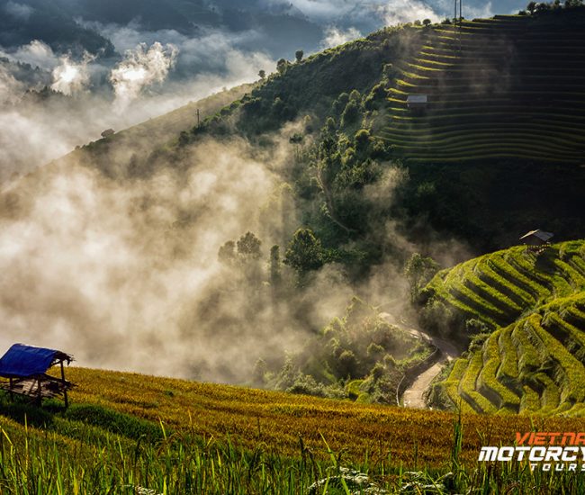 rice fields on terraced of mu cang chai district