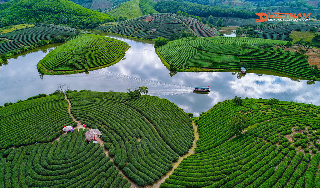 Tan Cuong Green Tea Hill, Thai Nguyen